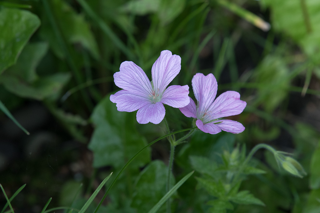 DSC_3044-f9.jpg