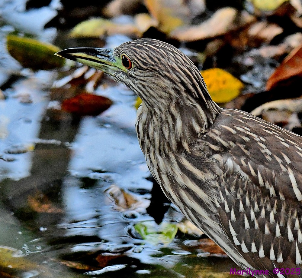 DSC_3044_001.JPG