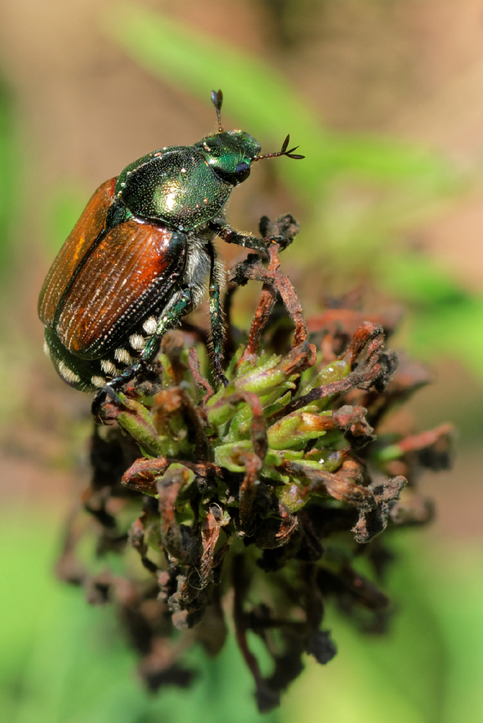 DSC_3044_DxO.jpg