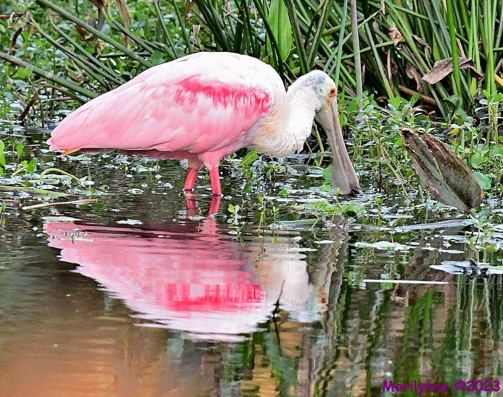DSC_3045_001.JPG