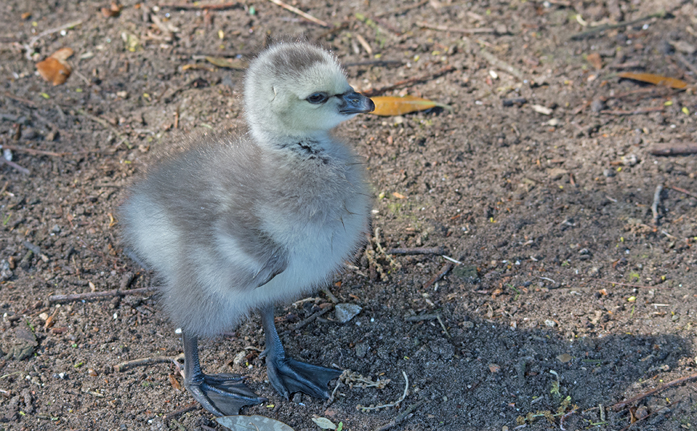 DSC_3047.jpg
