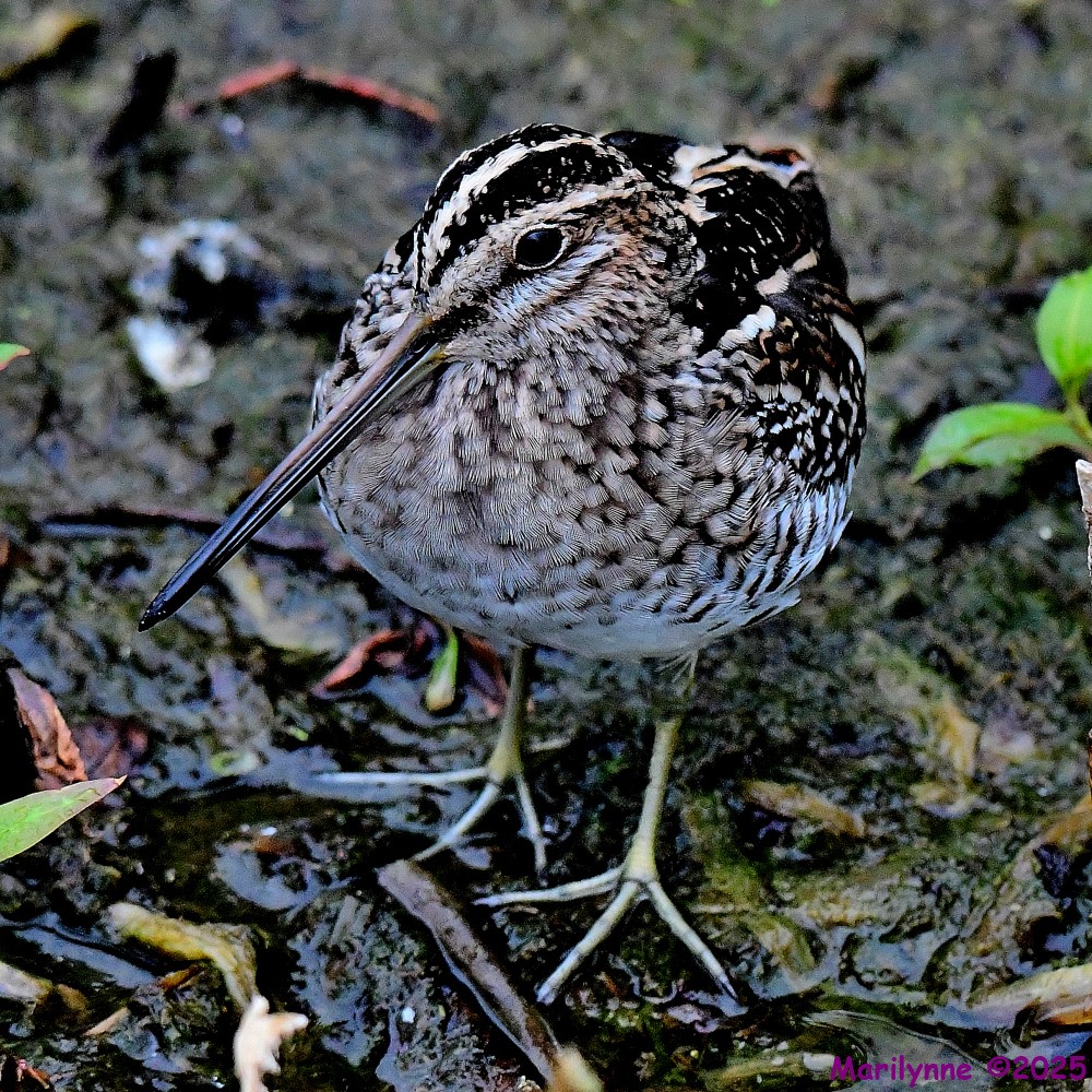 DSC_3051_001.JPG