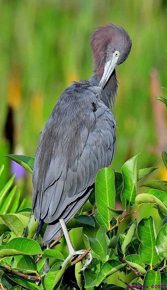 DSC_3052_001.JPG