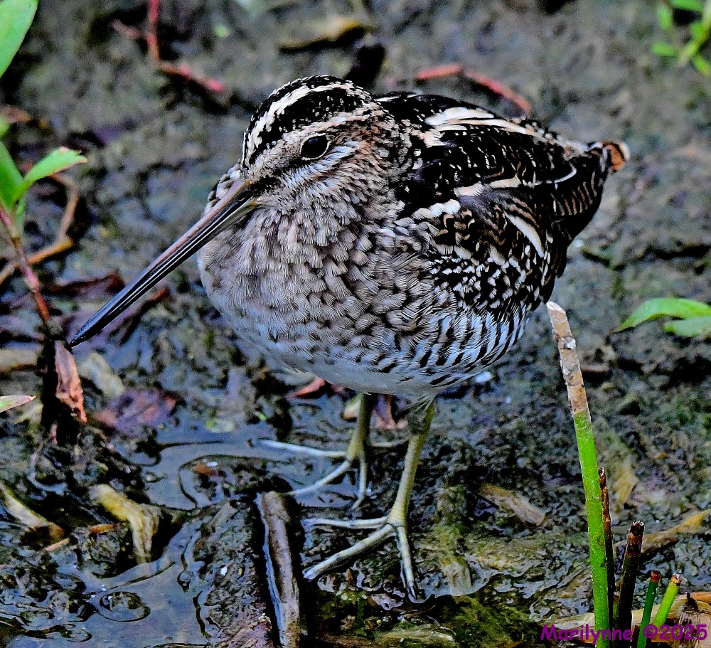 DSC_3053_001.JPG