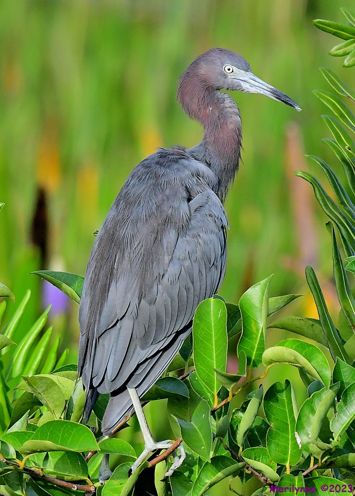 DSC_3054_001.JPG