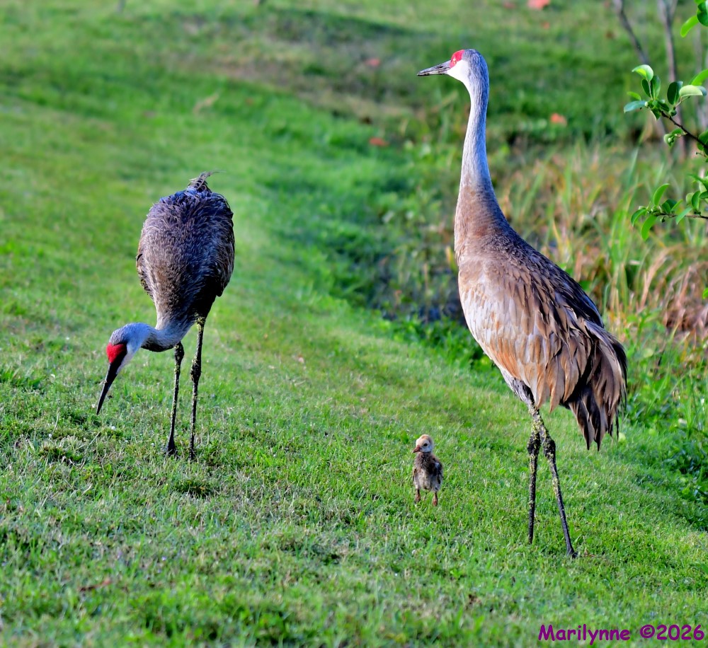 DSC_3055_001.JPG