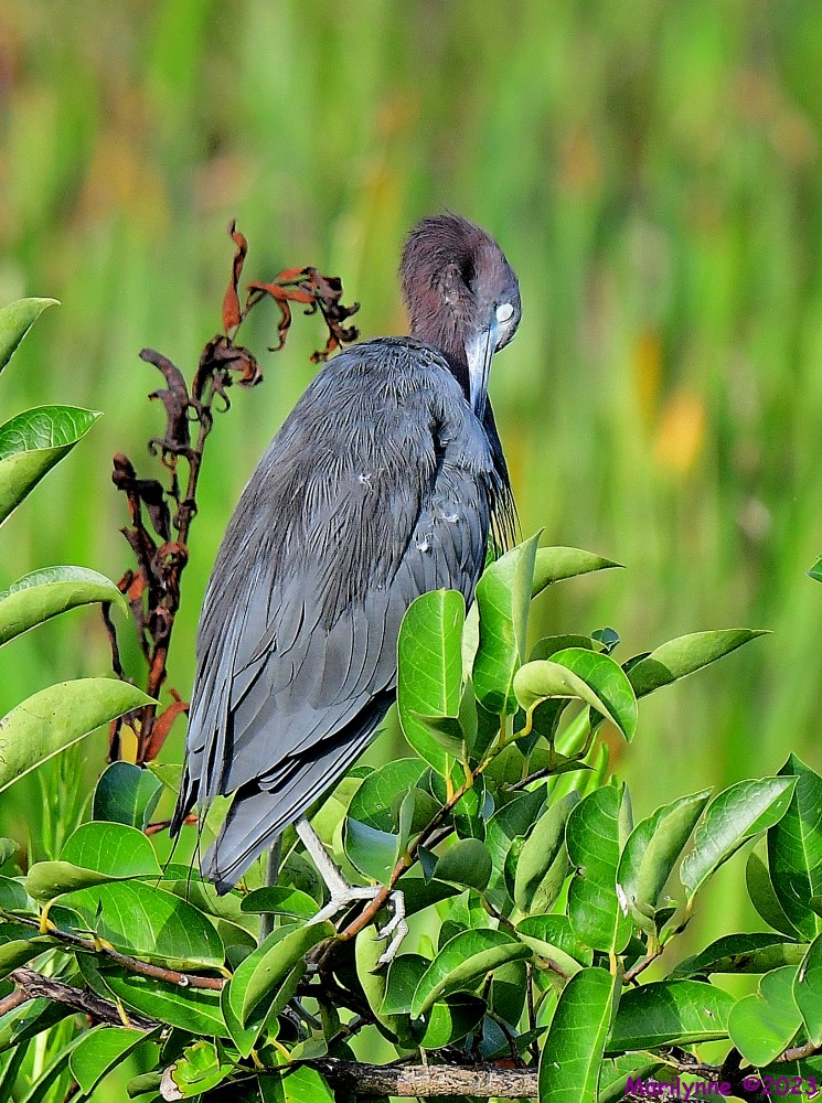 DSC_3059_001.JPG