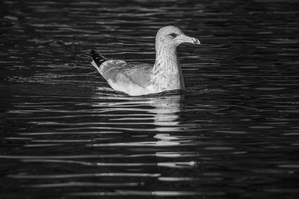 DSC_3062.jpg