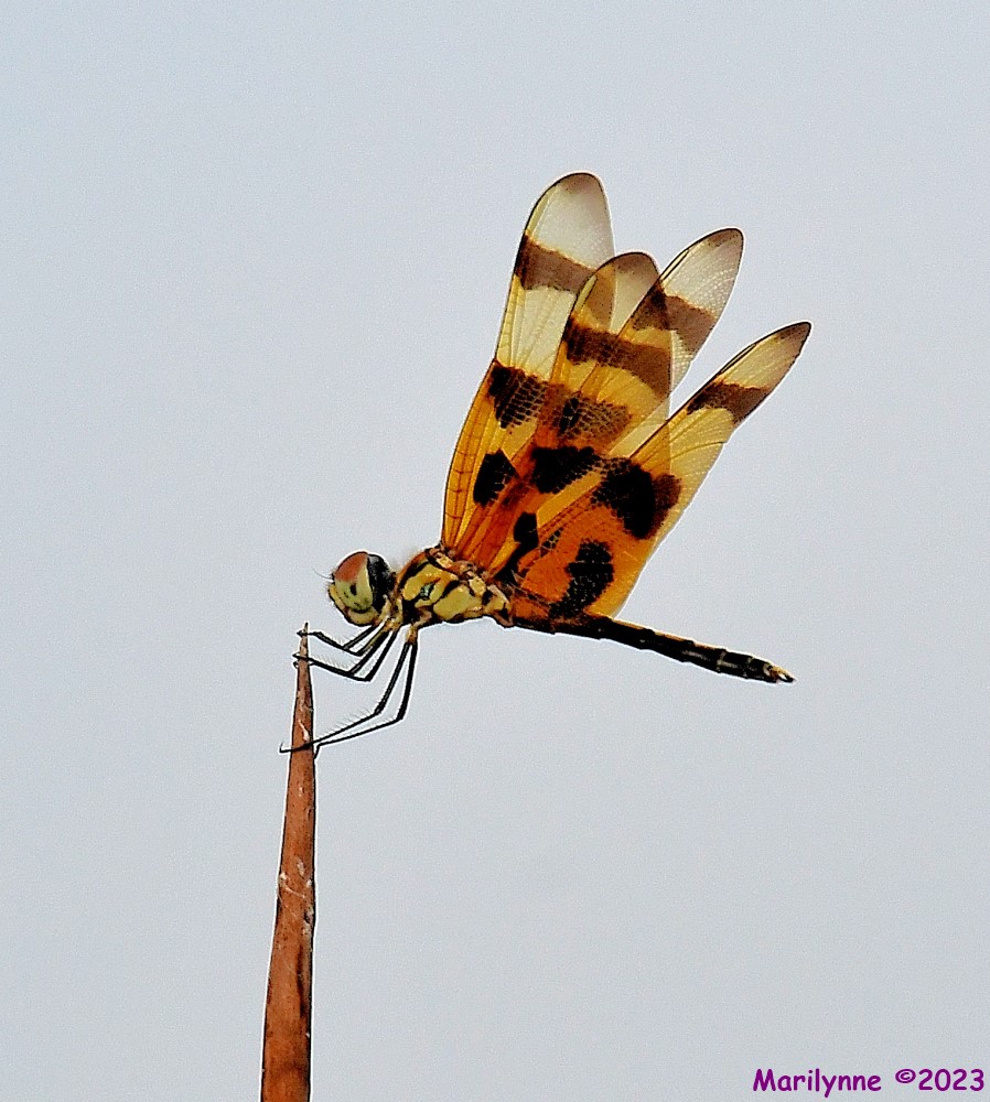 DSC_3062_001.JPG