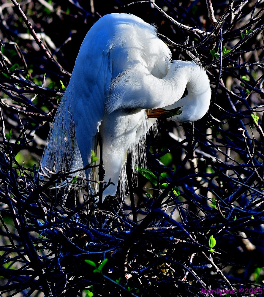 DSC_3064_001.JPG