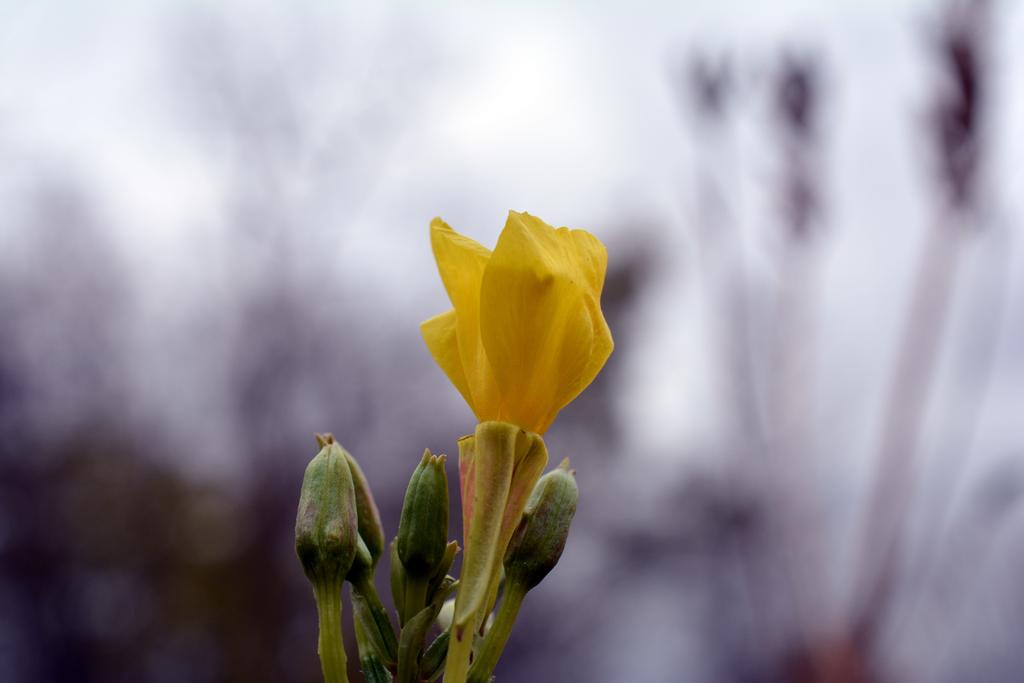 DSC_3065.jpg