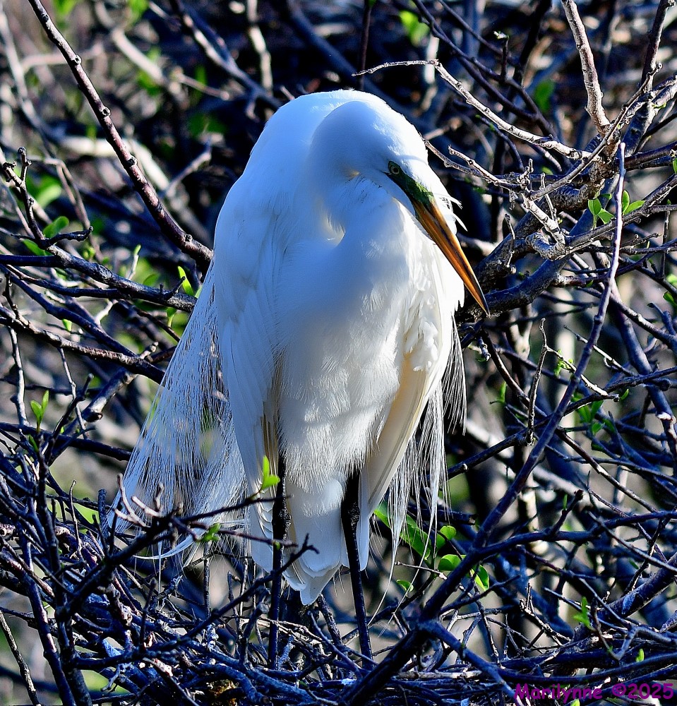 DSC_3067_001.JPG