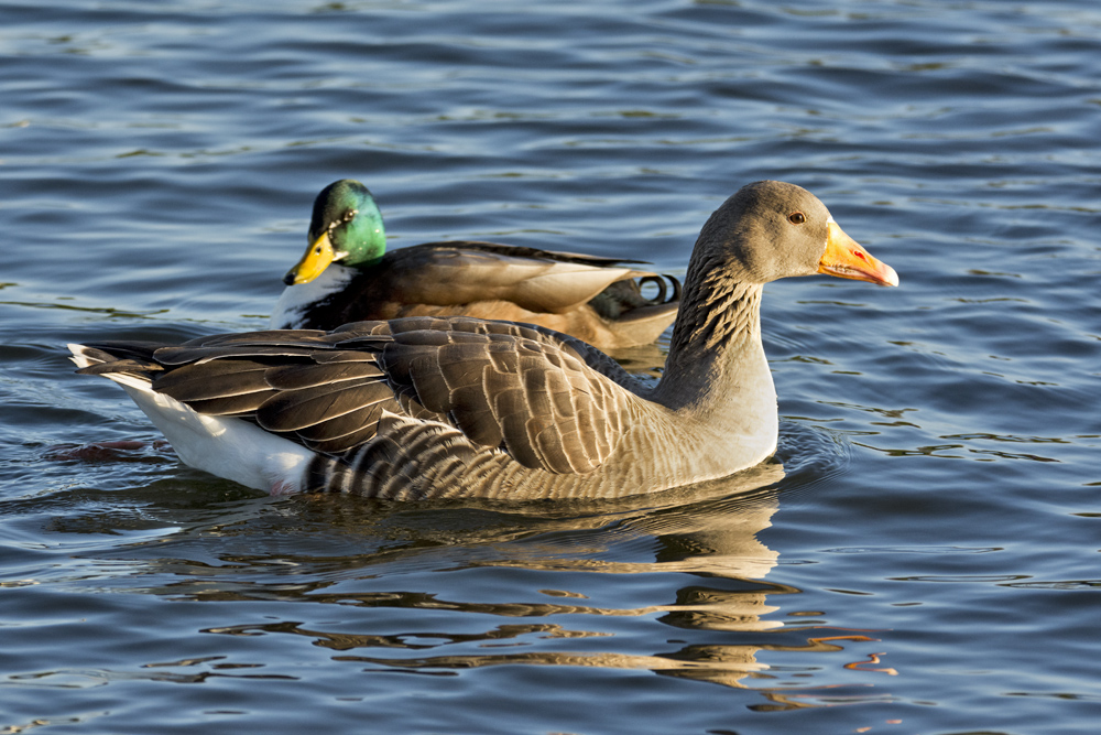 DSC_3068.jpg
