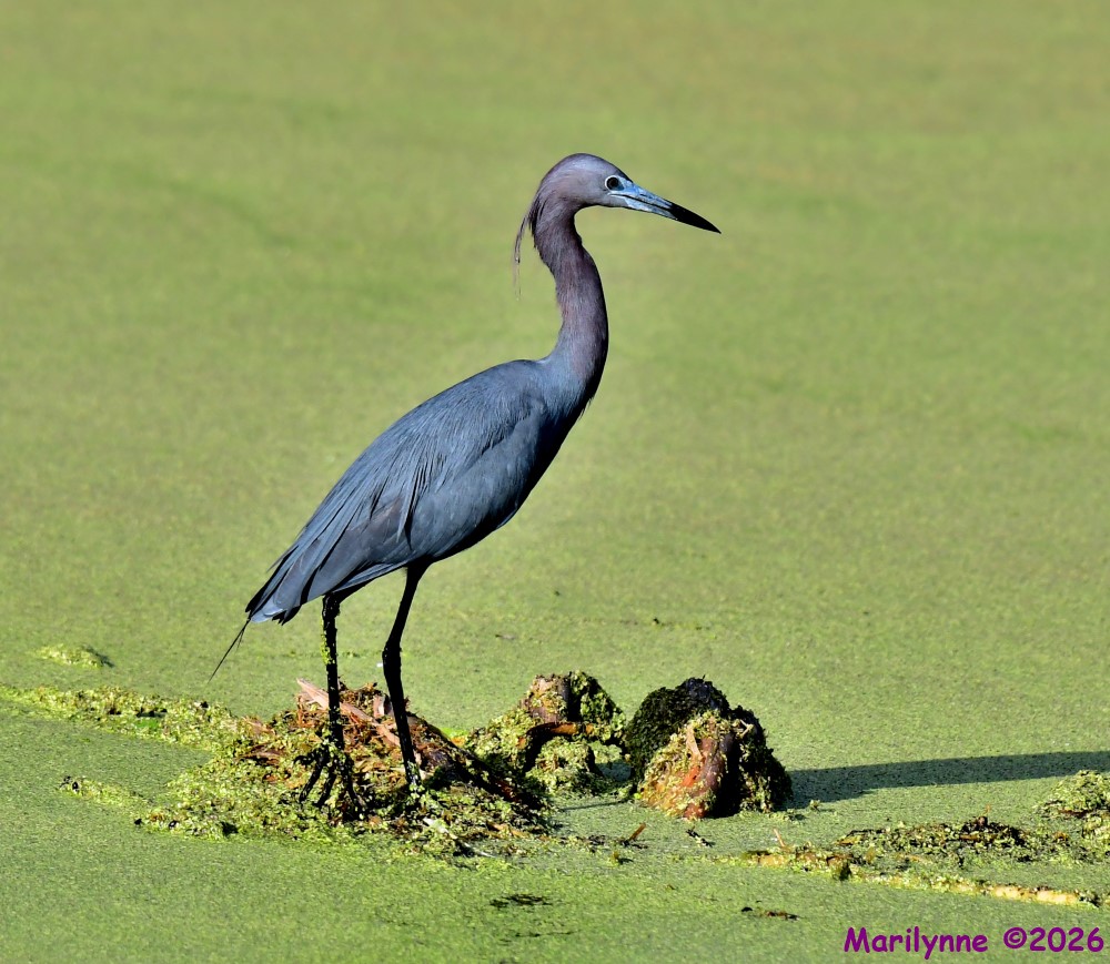 DSC_3068_001.JPG