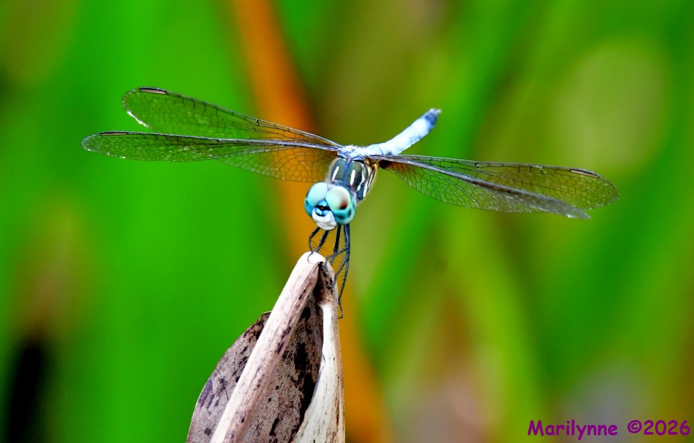 DSC_3070_001.JPG