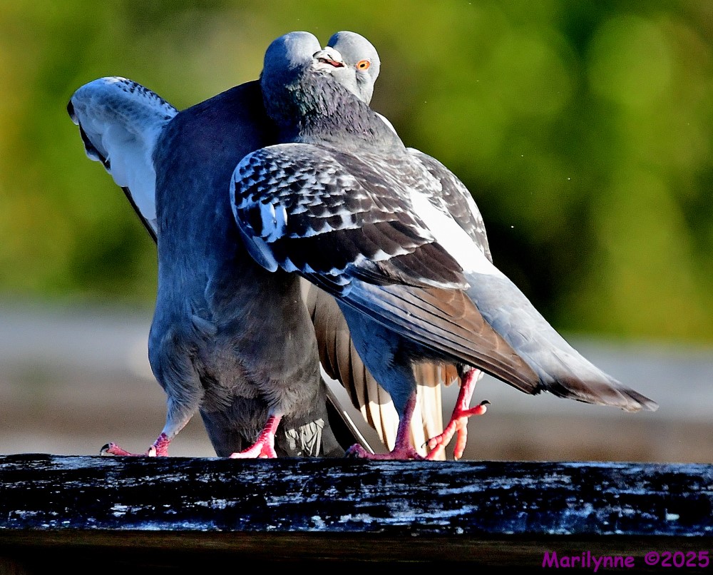 DSC_3071_001.JPG