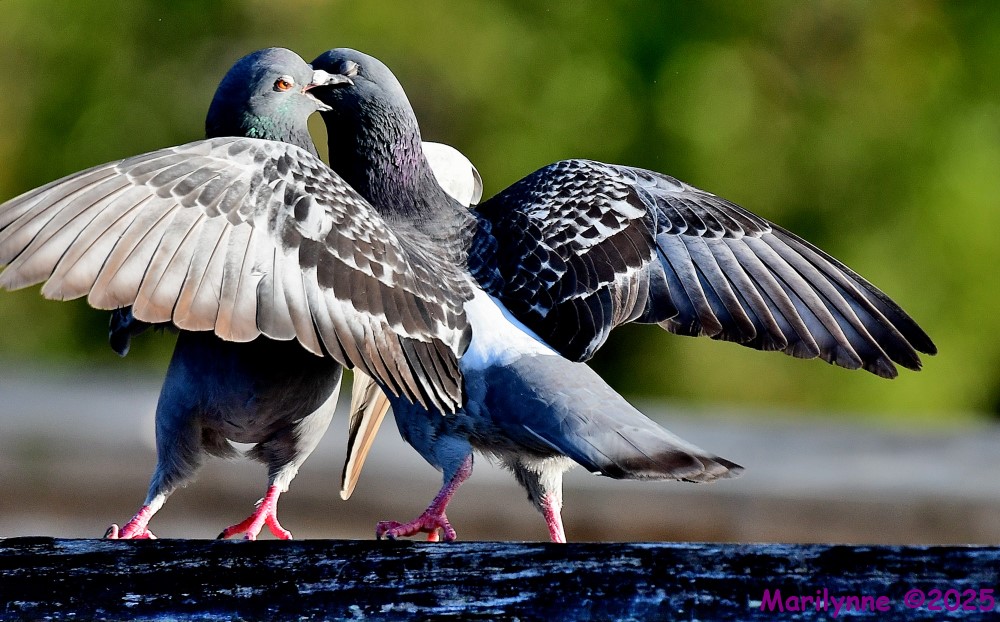 DSC_3075_001.JPG