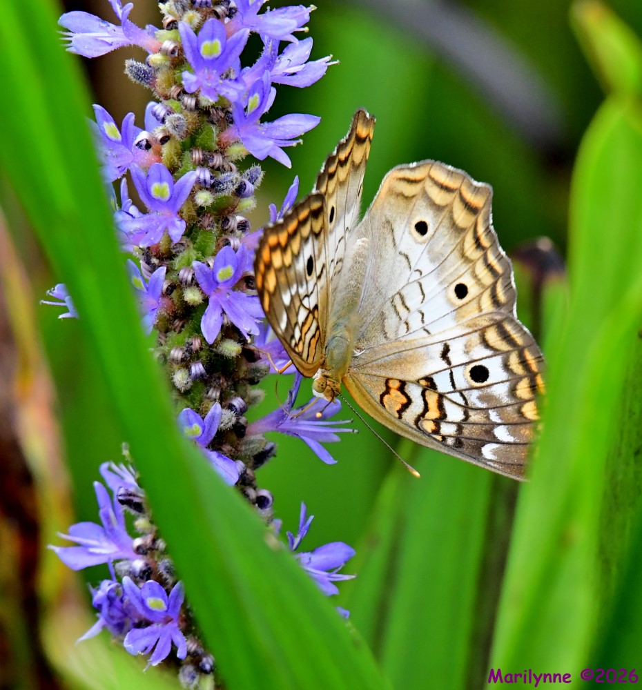 DSC_3075_001.JPG