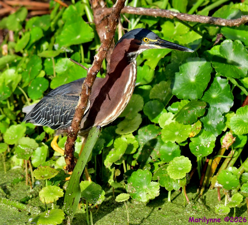 DSC_3078_001.JPG
