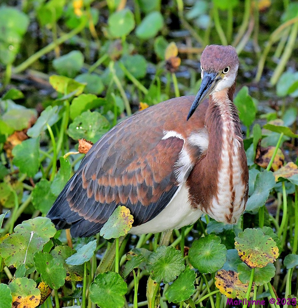 DSC_3083_001.JPG