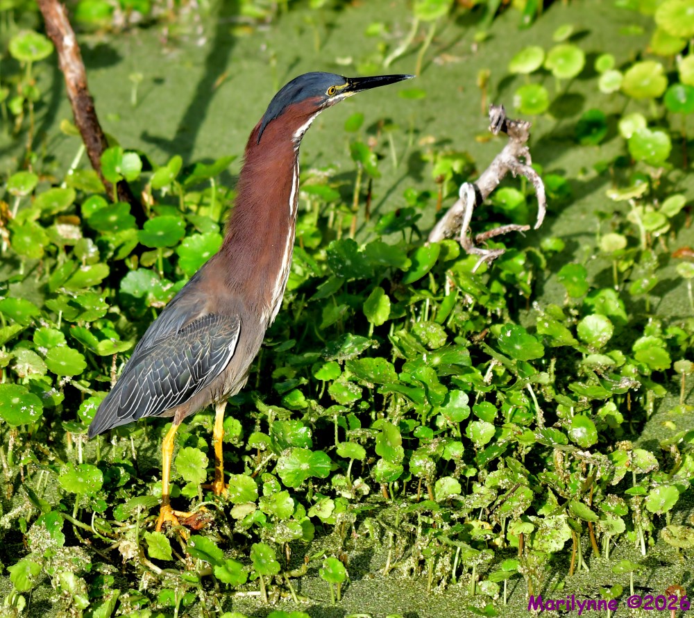 DSC_3084_001.JPG