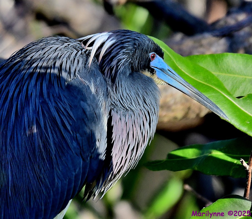DSC_3085_001.JPG