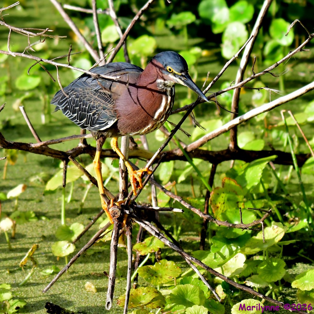 DSC_3085_001.JPG