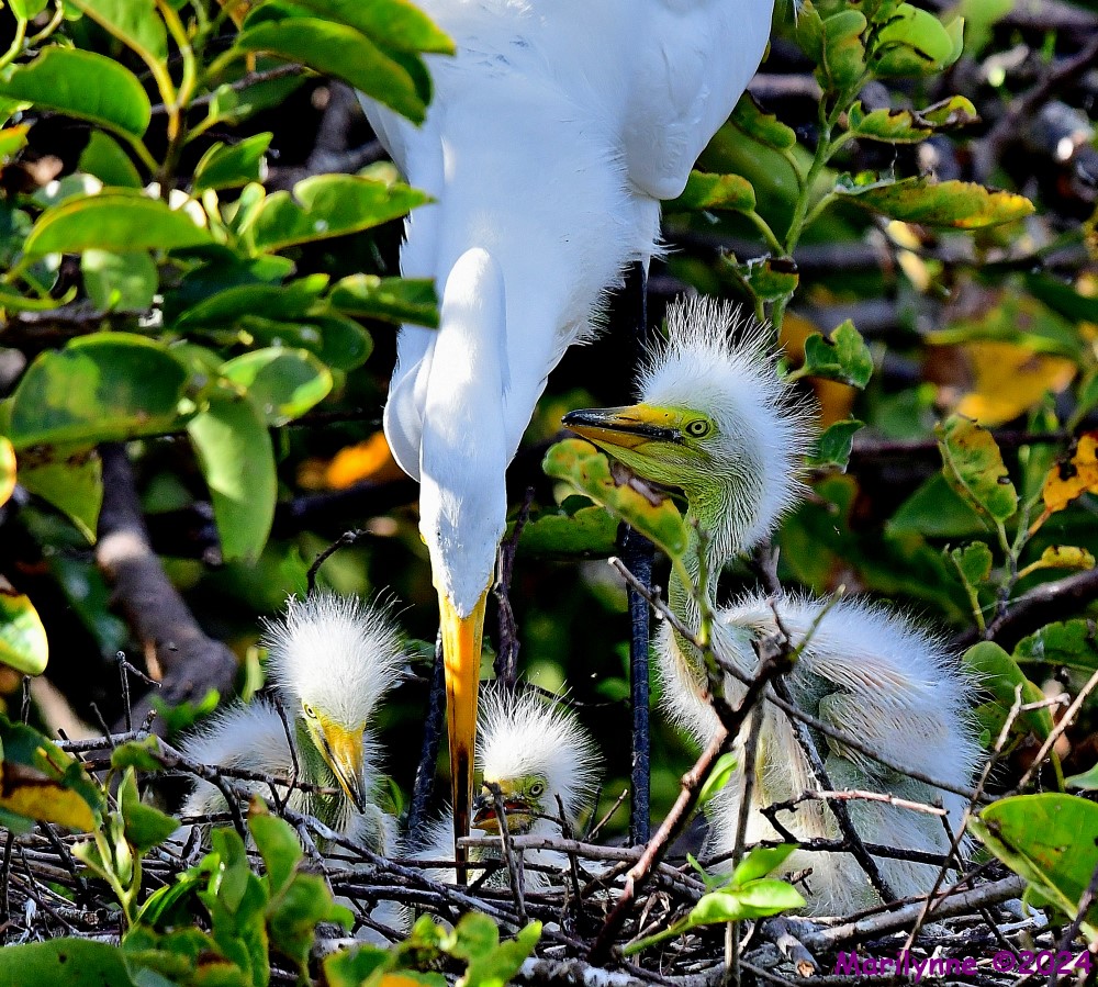DSC_3086_001.JPG