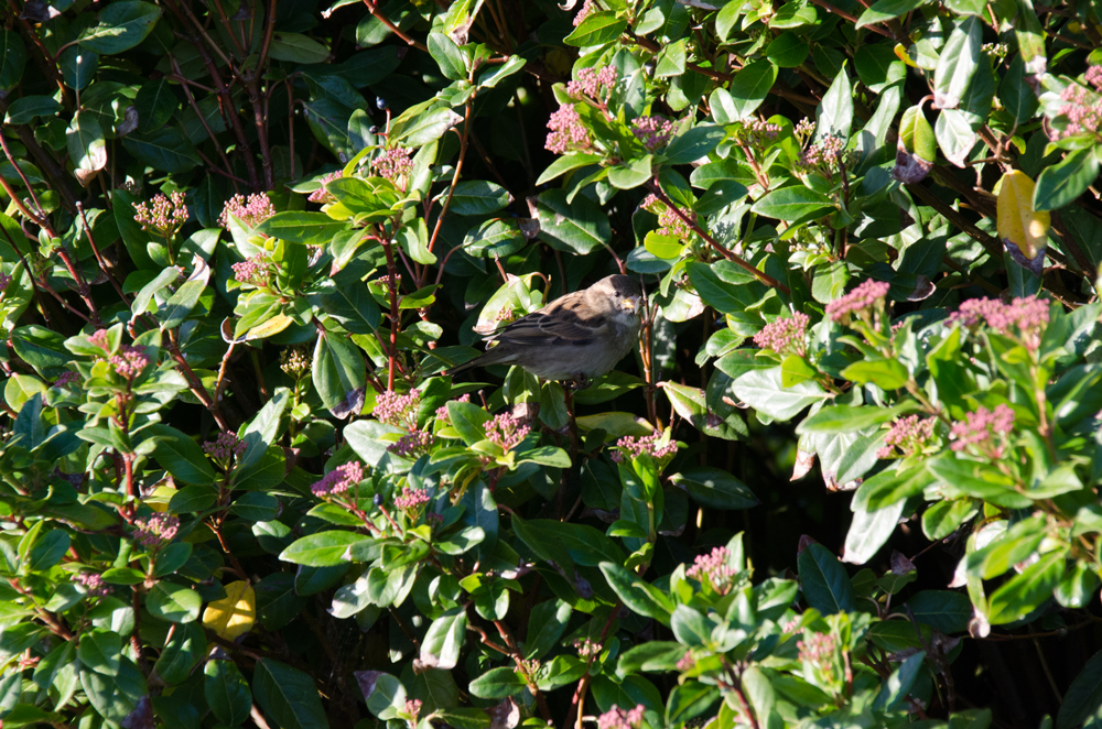 DSC_3087b.jpg
