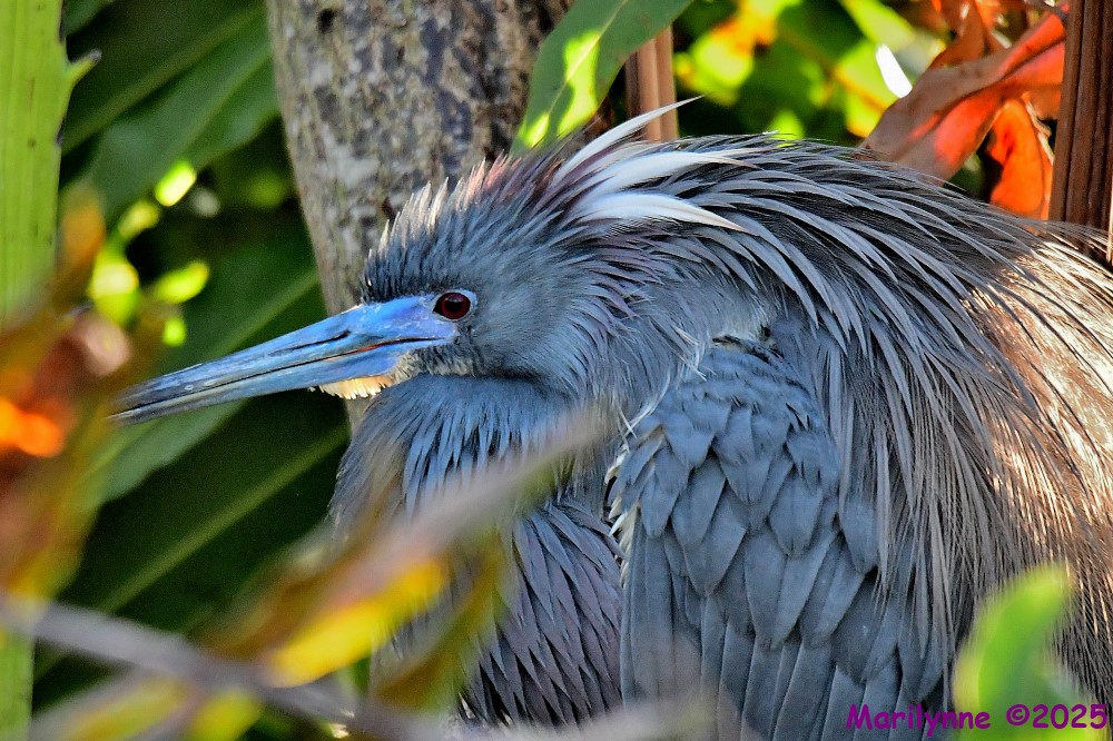 DSC_3088_001.JPG