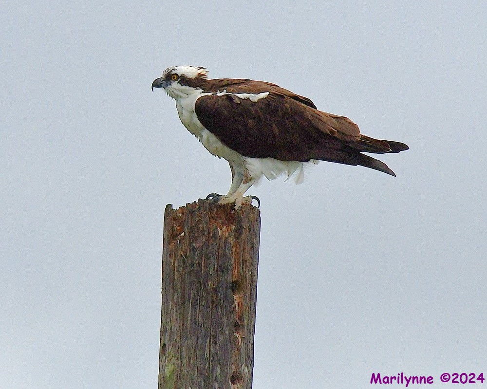 DSC_3089_001.JPG