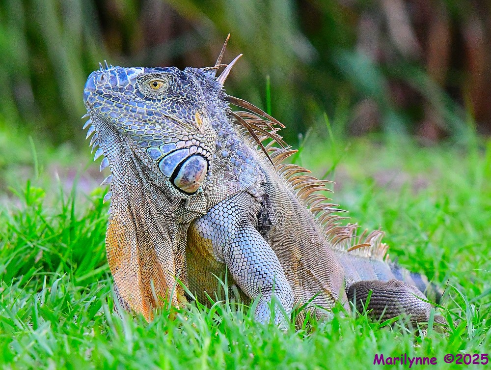DSC_3089_001.JPG