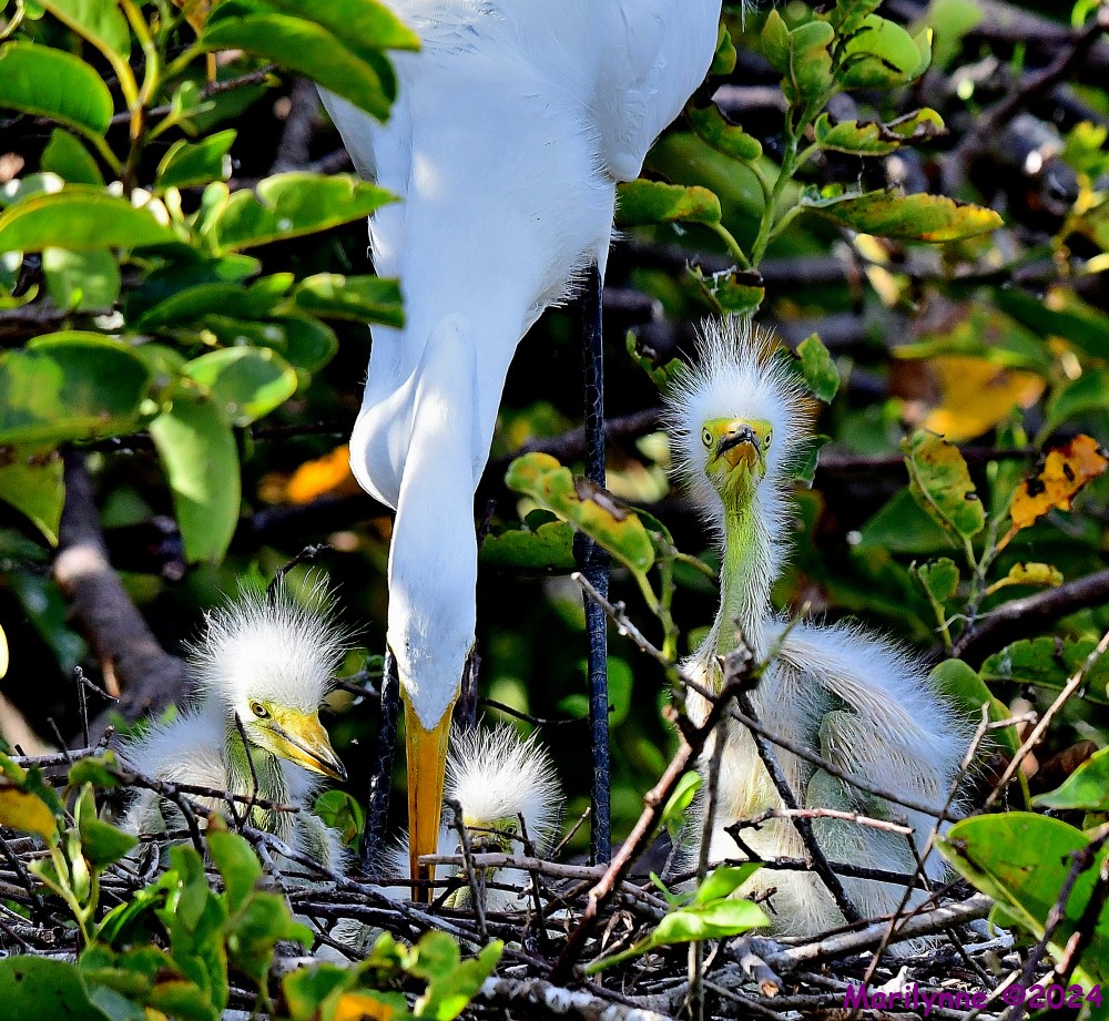 DSC_3091_001.JPG