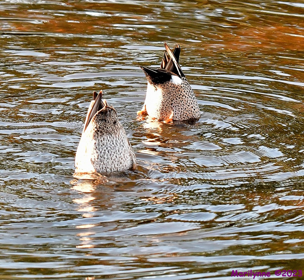 DSC_3092_001.JPG