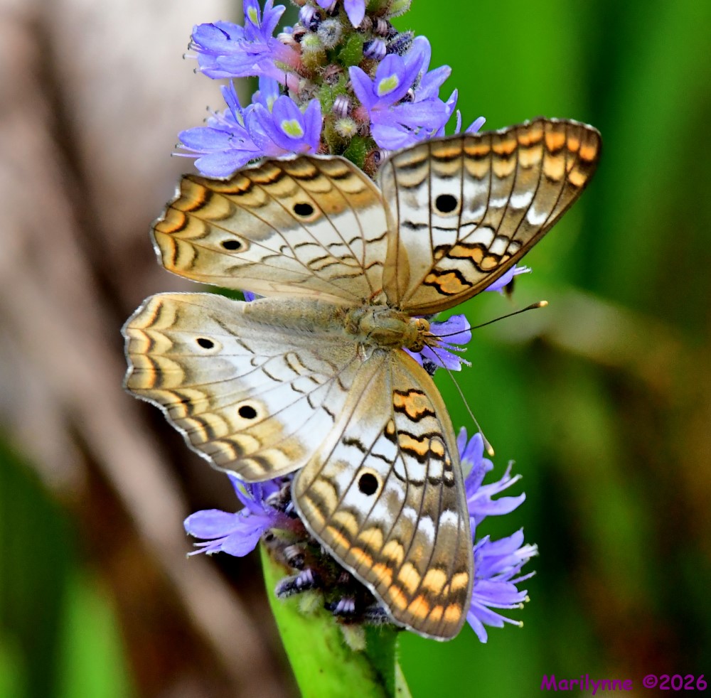 DSC_3093_001.JPG