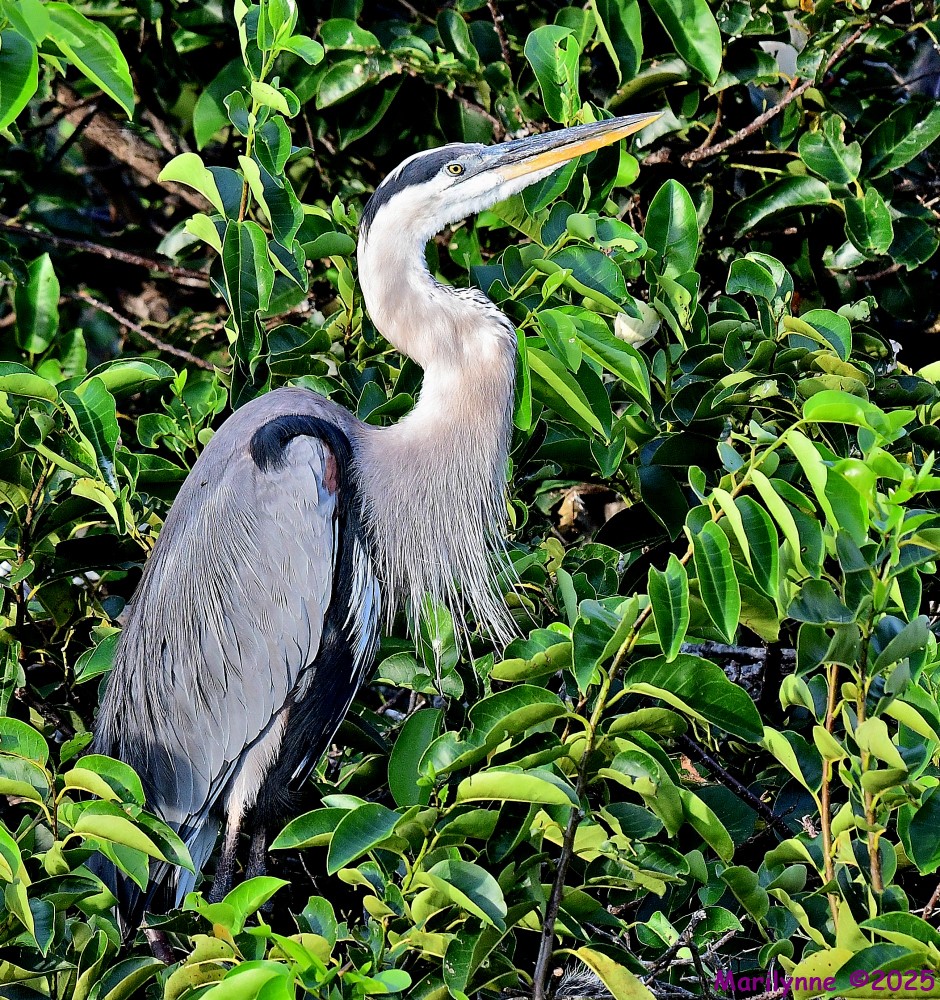 DSC_3094_001.JPG