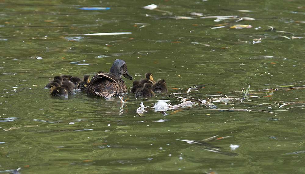 DSC_3095.jpg