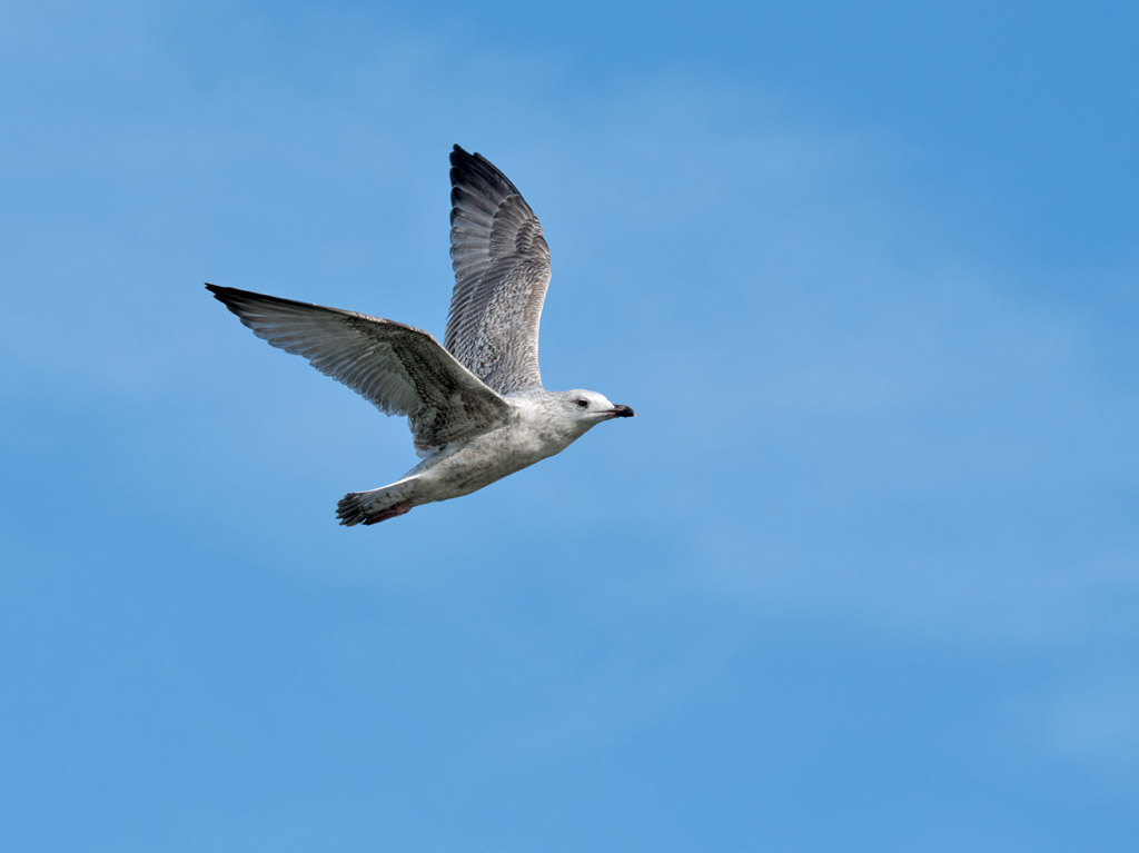 DSC_3098.jpg