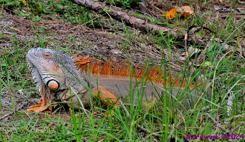 DSC_3099_001.JPG