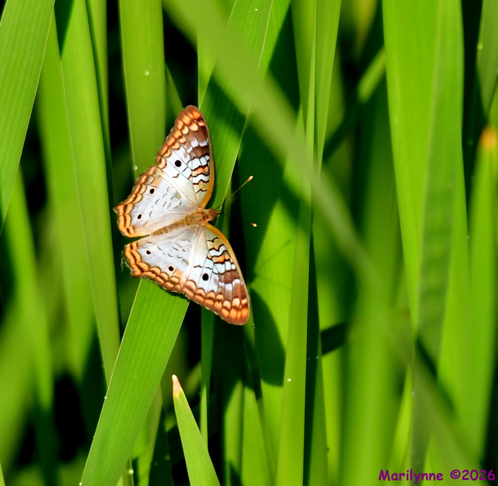 DSC_3101_001.JPG