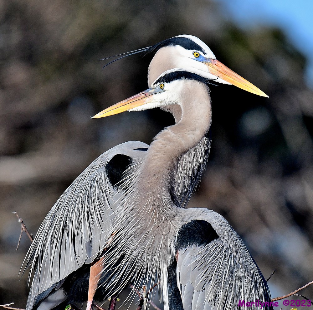 DSC_3105_001.JPG