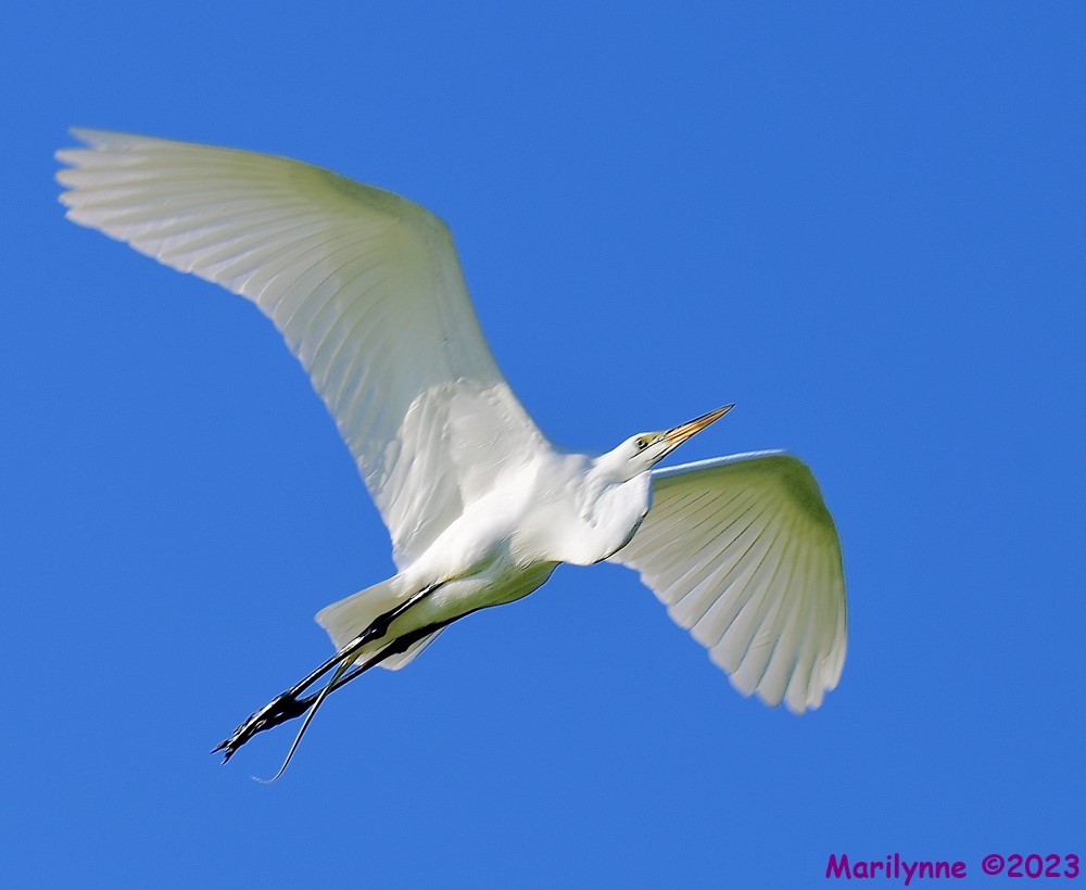 DSC_3106_001.JPG