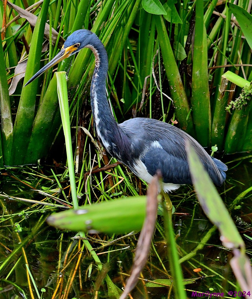 DSC_3106_001.JPG