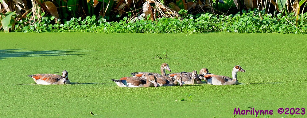 DSC_3107_001.JPG