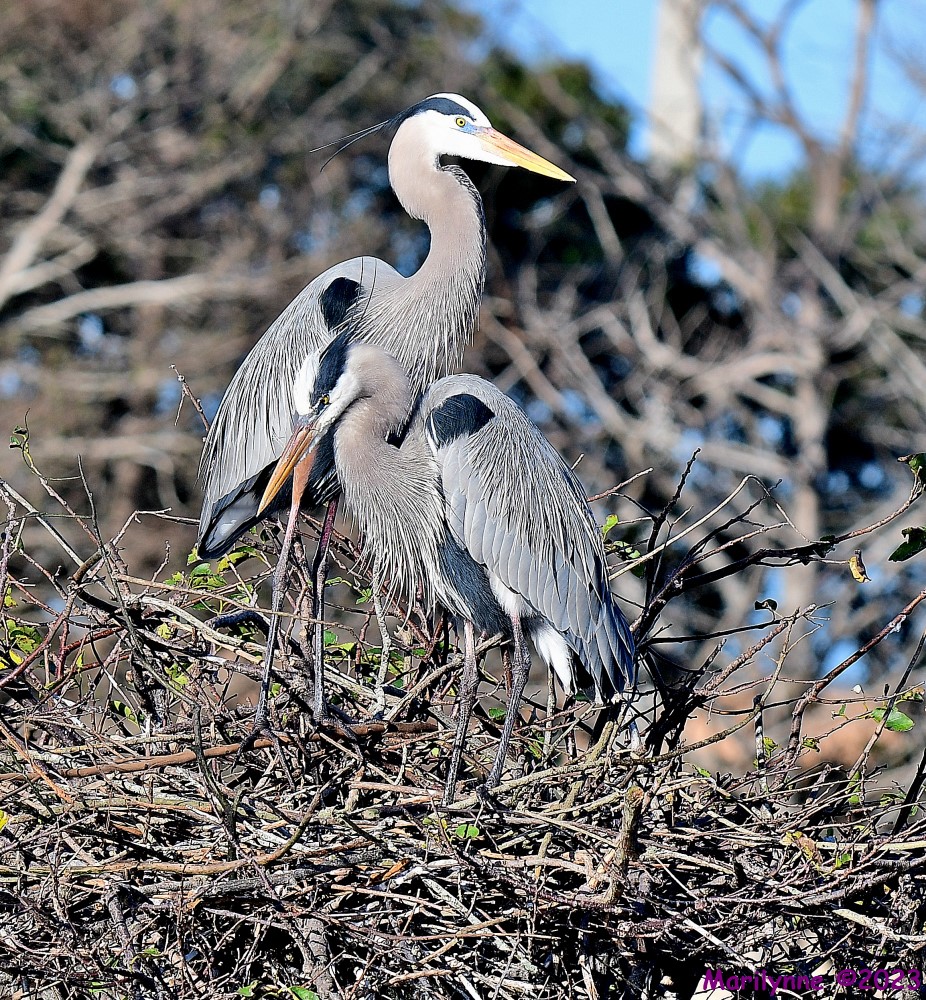 DSC_3107_001.JPG