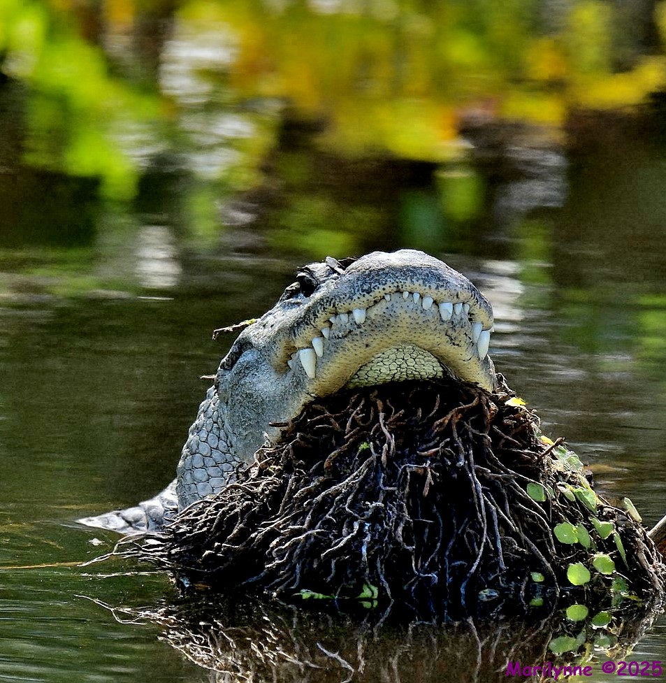 DSC_3109 copy_001.JPG