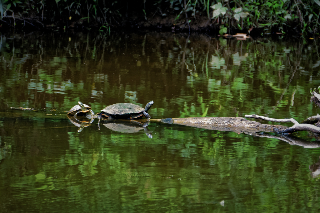 DSC_3113_DxO.jpg