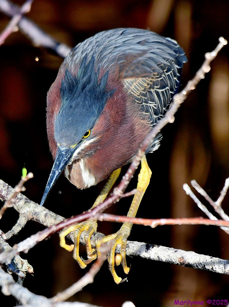 DSC_3114_001.JPG