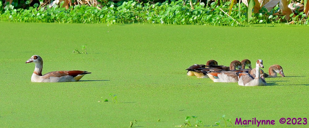 DSC_3116_001.JPG