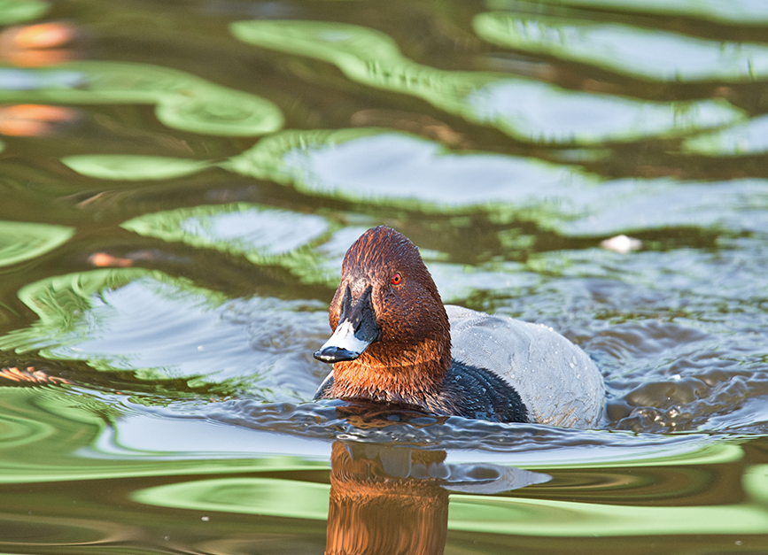 DSC_3117.jpg